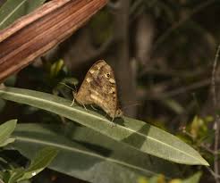 Attēlu rezultāti vaicājumam “Pararge aegeria upperside”