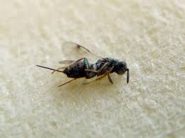 Attēlu rezultāti vaicājumam “Torymidae”