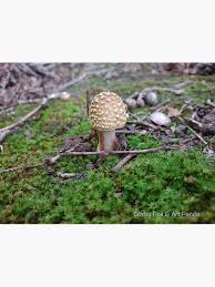 Attēlu rezultāti vaicājumam “Amanita regalis”