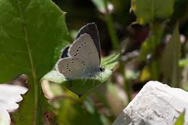 Attēlu rezultāti vaicājumam “Cupido minimus underside”