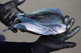 Image result for Eumegistus illustris