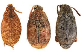 Attēlu rezultāti vaicājumam “Chrysomelidae”