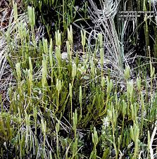 Attēlu rezultāti vaicājumam “Lycopodiaceae”