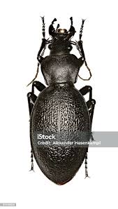 Attēlu rezultāti vaicājumam “Carabus coriaceus”