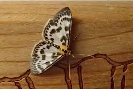 Attēlu rezultāti vaicājumam “Anania hortulata”