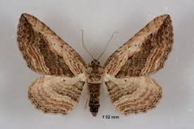 Attēlu rezultāti vaicājumam “Horisme vitalbata”