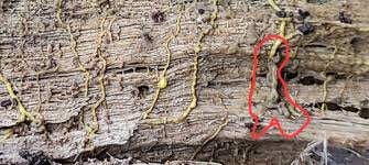 Attēlu rezultāti vaicājumam “Gulielmina vermicularis sessile”