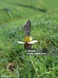 Attēlu rezultāti vaicājumam “Everes argiades female”