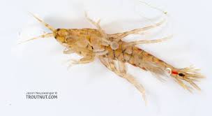 Attēlu rezultāti vaicājumam “Aphodius subterraneus imago”