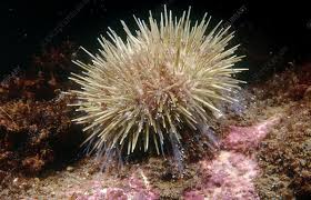 Image result for Strongylocentrotus droebachiensis