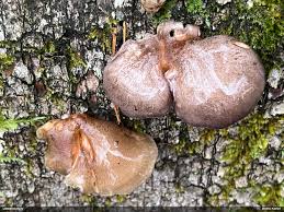 Attēlu rezultāti vaicājumam “Fuligo licentii”