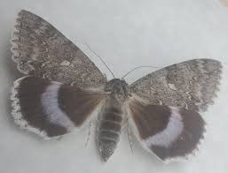 Attēlu rezultāti vaicājumam “Catocala fraxini”