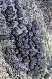 Attēlu rezultāti vaicājumam “Hypoxylon multiforme”