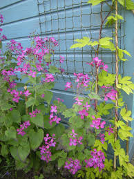 Image result for Lunaria annua