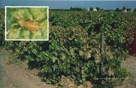 Attēlu rezultāti vaicājumam “Adoxus obscurus”