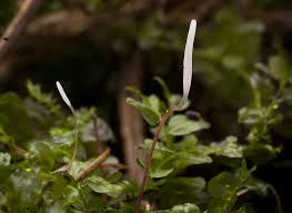 Attēlu rezultāti vaicājumam “Typhula erythropus”