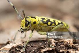 Attēlu rezultāti vaicājumam “Saperda scalaris”