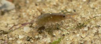 Attēlu rezultāti vaicājumam “Crustacea”