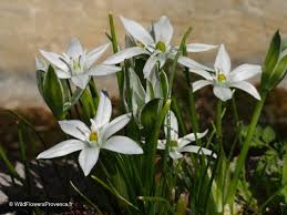 Attēlu rezultāti vaicājumam “Ornithogalum umbellatum flower”