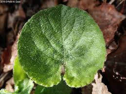 Attēlu rezultāti vaicājumam “Viola riviniana leaf”