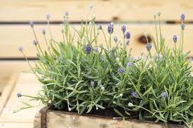 Image result for Lavendel