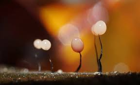 Attēlu rezultāti vaicājumam “Comatricha ellae macro”