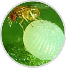 Attēlu rezultāti vaicājumam “Capsus ater imago”