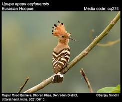 Attēlu rezultāti vaicājumam “Upupa epops adult”