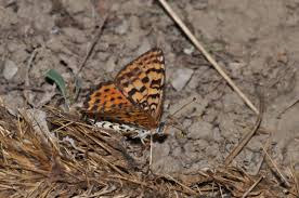 Attēlu rezultāti vaicājumam “Melitaea didyma underside”