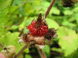 Attēlu rezultāti vaicājumam “Rubus nessensis fruit”