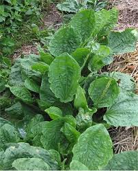 Attēlu rezultāti vaicājumam “Plantago major leaf”