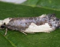 Attēlu rezultāti vaicājumam “Monopis monachella”