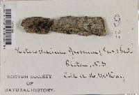 Attēlu rezultāti vaicājumam “Megalaria grossa”