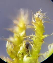 Attēlu rezultāti vaicājumam “Campylium protensum”