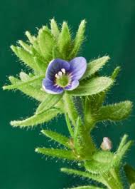 Attēlu rezultāti vaicājumam “Veronica arvensis leaf”