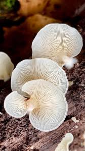 Attēlu rezultāti vaicājumam “Crepidotus applanatus”