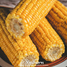 Attēlu rezultāti vaicājumam “Zea mays”