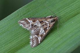 Attēlu rezultāti vaicājumam “Diasemia reticularis”