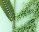 Attēlu rezultāti vaicājumam “Cinna latifolia fruit”