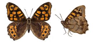 Attēlu rezultāti vaicājumam “Pararge aegeria upperside”