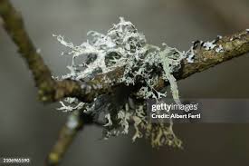 Attēlu rezultāti vaicājumam “Hyphodontia barba-jovis”