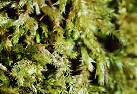 Attēlu rezultāti vaicājumam “Brachytheciastrum velutinum”