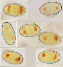 Attēlu rezultāti vaicājumam “Peziza flavida”