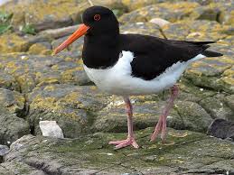 Attēlu rezultāti vaicājumam “Haematopus ostralegus adult”