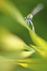 Attēlu rezultāti vaicājumam “Coenagrion puella male”