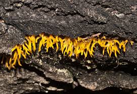 Attēlu rezultāti vaicājumam “Calocera cornea”