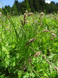 Attēlu rezultāti vaicājumam “Carex paniculata”