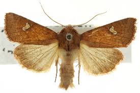 Attēlu rezultāti vaicājumam “Amphipoea”