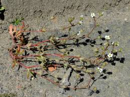 Attēlu rezultāti vaicājumam “Saxifraga tridactylites flower”