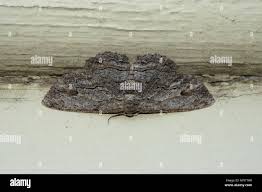 Attēlu rezultāti vaicājumam “Cryptocala chardinyi”